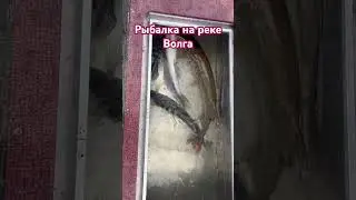 Рыбалка на реке Волга в Волгоградской области, п. Райгород