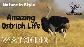 Amazing Ostrich Life | Nature In Style