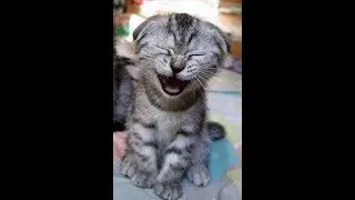 разговор двух котиков