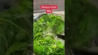 Stinging Nettles || Foraging in Finland ||