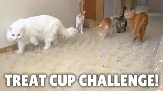 Treat Cup Challenge! | Kittisaurus