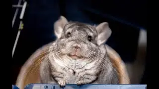 Top 5 Rodents That Make Amazing Pets! #BestPetRodents #UniquePets #PetLover #Animals #AnimalWelfare