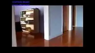 Funny video about cats Юмор! Прикол! Смех