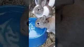 The Cutest Sneeze in the world!