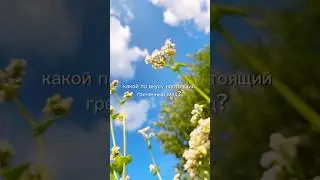 Какой по вкусу настоящий ? Гречишный #мед #пасека #фермерство #пп #зож