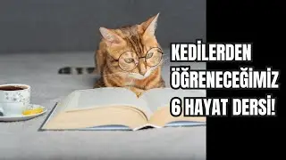 Kediler Bize Ne Öğretiyor? | Hayatınızı Değiştirecek 6 Kedi Davranışı!