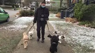 Coopers Loose Leash Walking Graduation