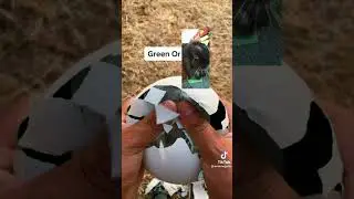 Green or...🤔
