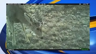 Trail cameras capture 'cactus' buck