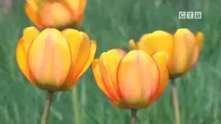 Тюльпаны в Славянке
