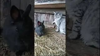 Прекрасный мех!