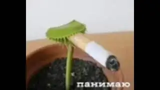 planta fumando cigarru