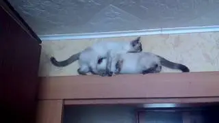 Кошачье ДТП:))) Смешное видео, видео прикол:)