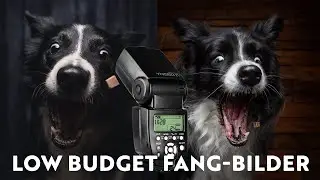 SCHNAPPBILDER ohne HSS - Hunde beim Leckerli fangen fotografieren