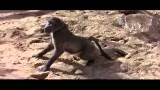 Пьяные и смешные животные после плодов марупы