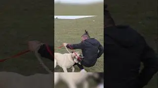 Bu Ani Saldırıyı ve Isırılmayı Beklemiyordum! #dogattack #dog #shorts