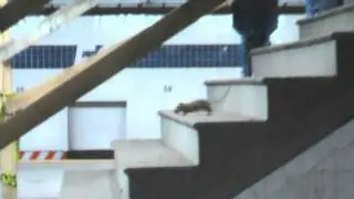 The Bionic Subway Rat -- Live from the New York City Subway system