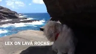 LEX ON LAVA ROCKS