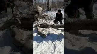 Заготовка дров #жизньвдеревне #заготовкадров #лес #природа #