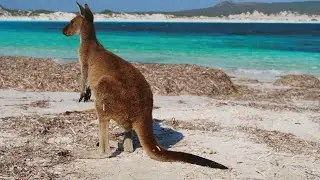Lucky Bay, Esperance - Kangaroos at Australia's whitest beach