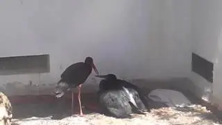 Cigüeña negra adulta irrecuperable adopta pollo