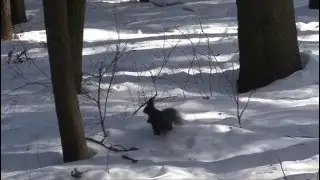 Наглая белка и осторожная сойка / An arrogant squirrel and  a careful jay