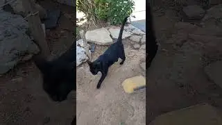 Pulo da gata!
