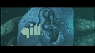 qill - Swan