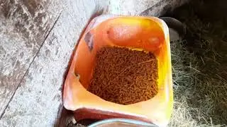 Обиженный пони,кормушка для быка и грязные ванны Пепла.