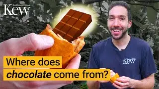 Kew's Chocolate Tree | Where does chocolate come from?