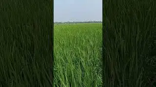 #youtubeshorts #viral #shortvideo #shortsfeed #viralshort