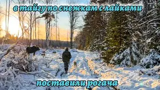 В таежный поход по первому снегу, лайки поставили рогоча