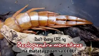 Ibat-ibang URI ng Scolopendra morsitans na matatagpuan sa CEBU!