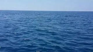 Встреча с дельфинами