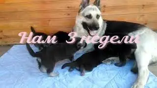 Щенки ВЕО (Вивьен-Гектор) 💖