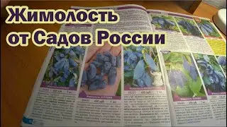 Обзор каталога от Садов России на 2024 год. Жимолость
