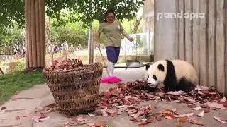 Panda cub and the poorest panda keeper   part 1