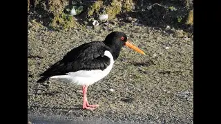 Steenlopers en Scholeksters bij laag water | Natuur-fotos.com