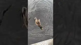 #goose #geese