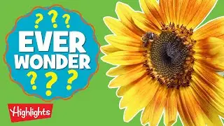 Learn where honey comes from! l Ever Wonder? l Highlights Kids