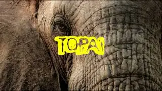 Topai - Elephant