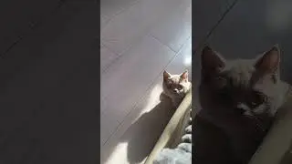 Котзилла