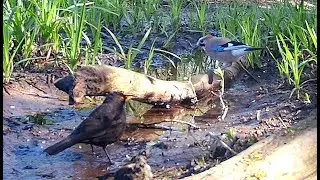 Głównie ptaki. Na samym końcu inne zwierzę :)