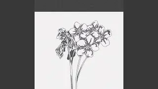 Forget Me Not (s)
