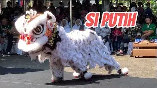 BARONGSAI PUTIH DAN LUTUNG
