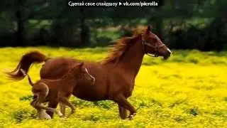 «Разные фото лошадей» под музыку ♥ Восточная музыка♥    Турецкая  Picrolla