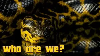 Meet Anaconda: Fun facts for Kids | Discover Kids Universe | Wonder World Education