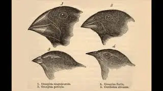 Peppered Moths and Galapagos Finches