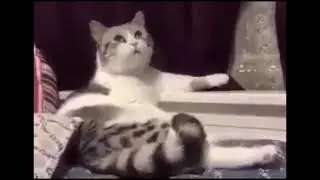 Кот размышляет (озвучка)