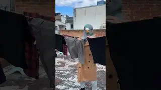 El pichón ASESINO 